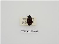 藏品(叉斑陷紋金龜)的圖片